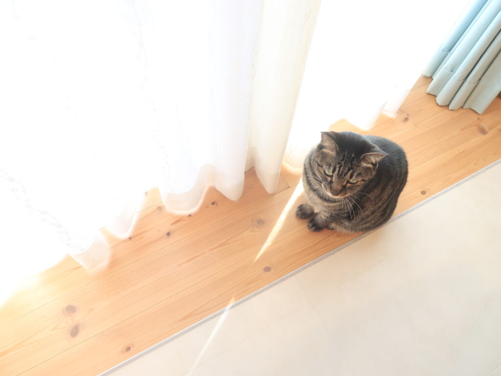 注文住宅　森の家　熊谷市　平屋　高気密・高断熱　猫との暮らし